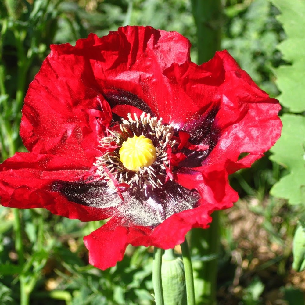 Meet your Posher, Charde